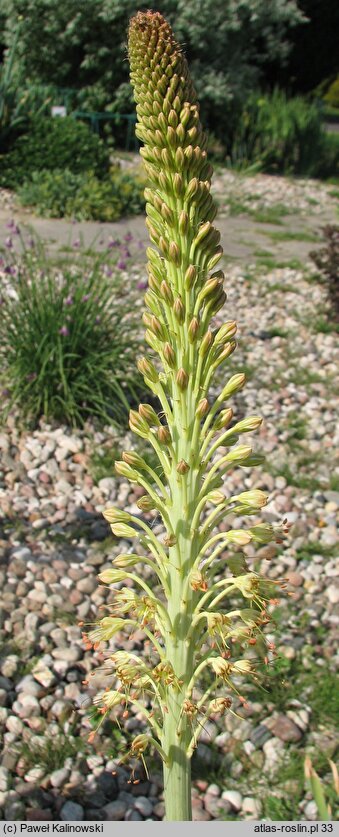 Eremurus spectabilis