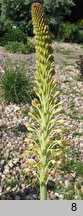 Eremurus spectabilis