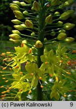 Eremurus stenophyllus (pustynnik wąskolistny)