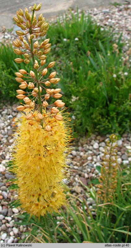 Eremurus stenophyllus (pustynnik wąskolistny)