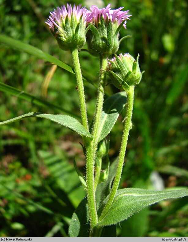 Erigeron atticus (przymiotno karpackie)