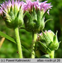 Erigeron atticus (przymiotno karpackie)