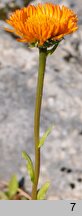 Erigeron aurantiacus (przymiotno pomarańczowe)