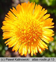 Erigeron aurantiacus (przymiotno pomarańczowe)