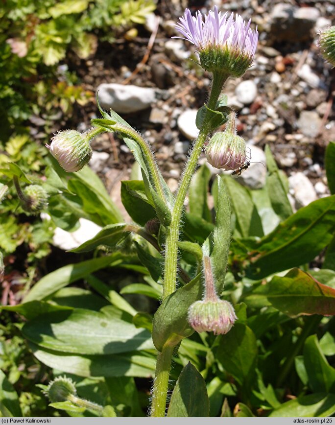 Erigeron glabellus