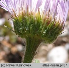 Erigeron glabellus