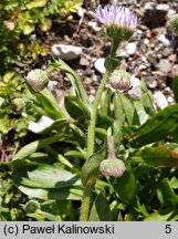 Erigeron glabellus