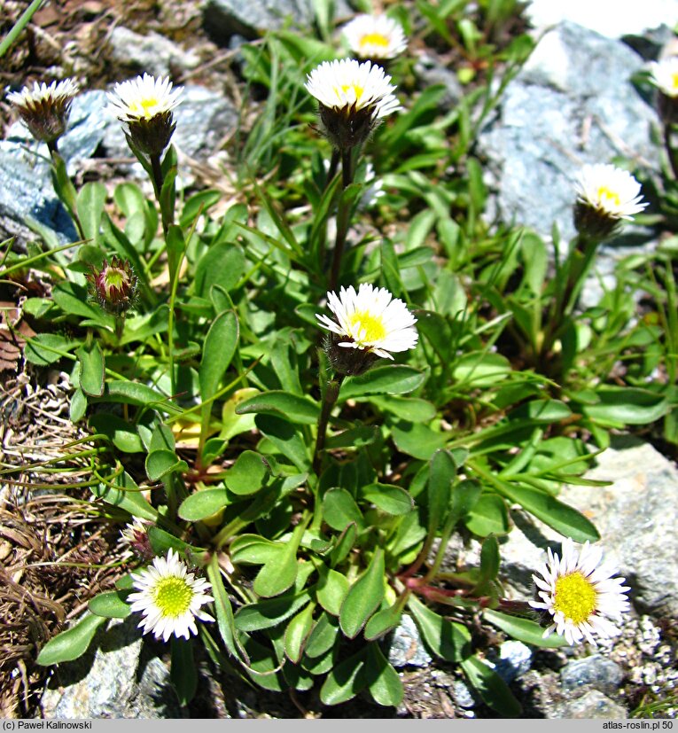 Erigeron glabratus