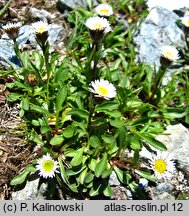 Erigeron glabratus