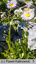 Erigeron multiradiatus