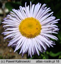 Erigeron pulchellus