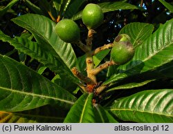 Eriobotrya japonica (nieśplik japoński)