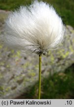 Eriophorum scheuchzeri