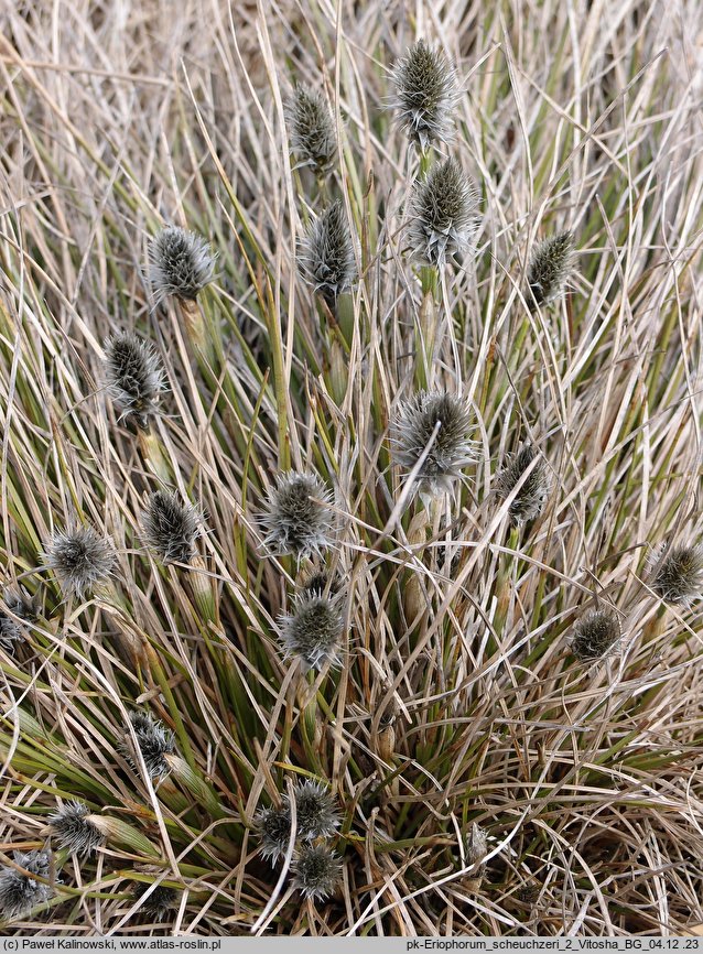 Eriophorum scheuchzeri