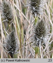 Eriophorum scheuchzeri