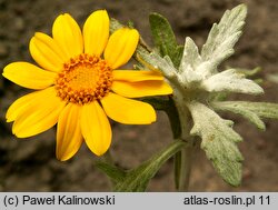 Eriophyllum lanatum (eriofil darniowy)