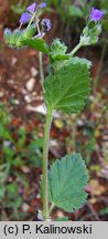 Erodium malacoides (iglica malwowata)