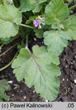 Erodium malacoides (iglica malwowata)