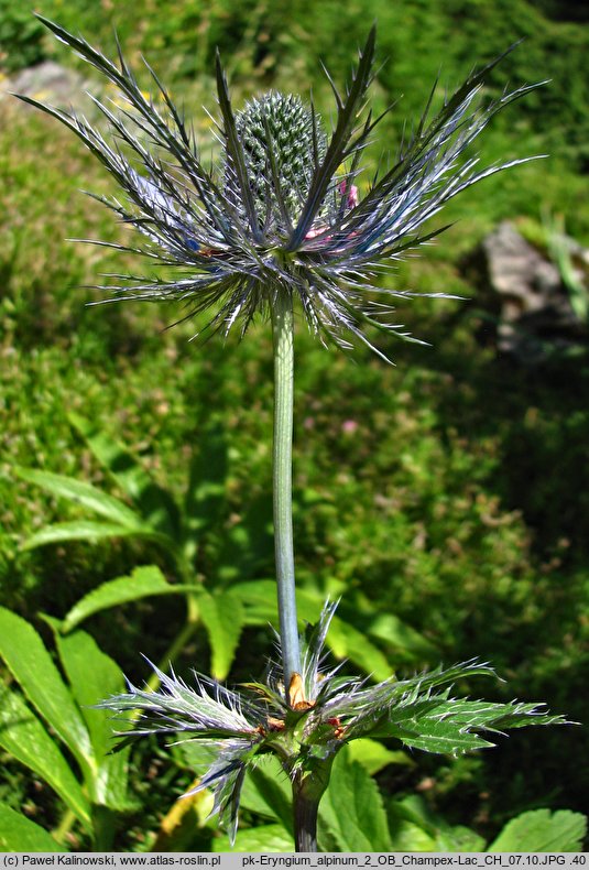 Eryngium alpinum (mikołajek alpejski)