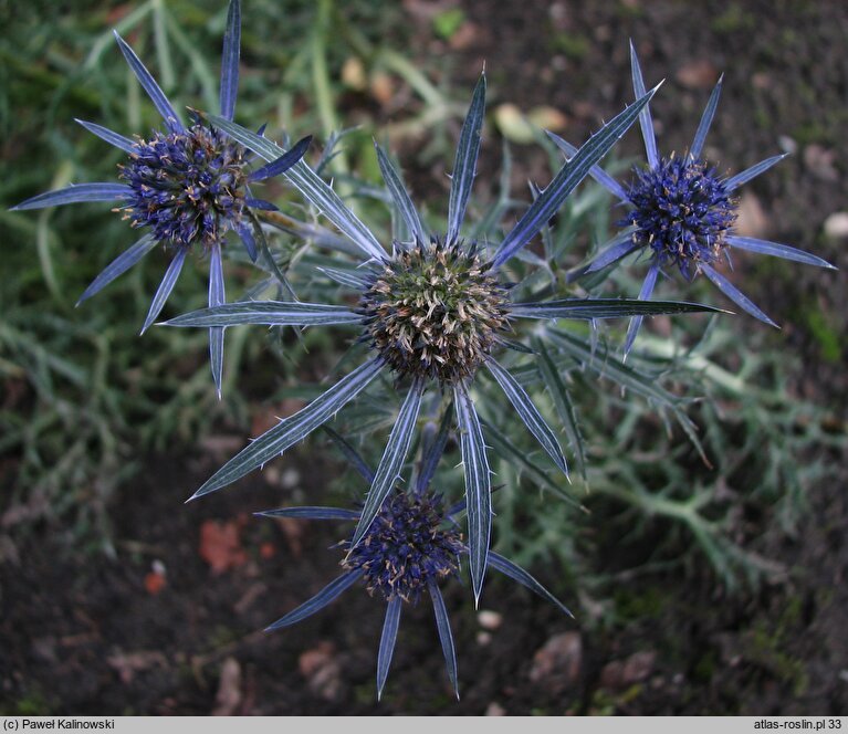 Eryngium amethystinum (mikołajek ametystowy)