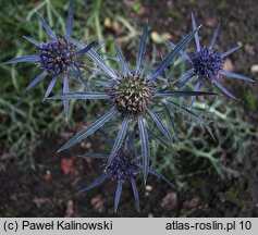 Eryngium amethystinum (mikołajek ametystowy)