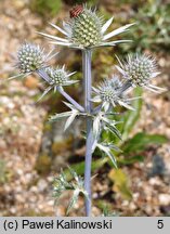 Eryngium bourgatii (mikołajek iberyjski)