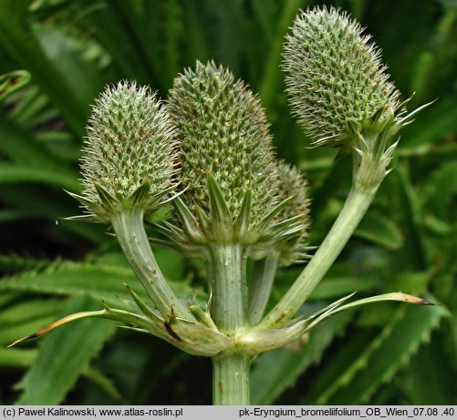 Eryngium bromeliifolium