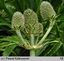 Eryngium bromeliifolium