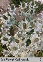 Eryngium giganteum (mikołajek olbrzymi)