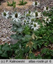 Eryngium giganteum (mikołajek olbrzymi)