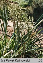 Eryngium pandanifolium