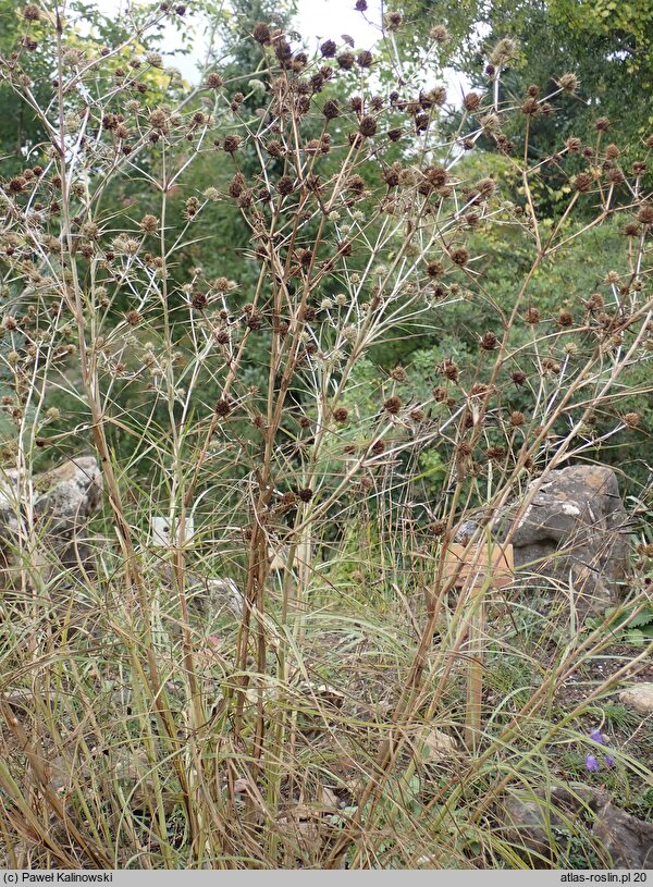 Eryngium serbicum (mikołajek serbski)