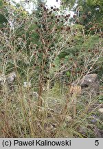 Eryngium serbicum (mikołajek serbski)