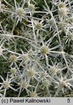 Eryngium spinalba