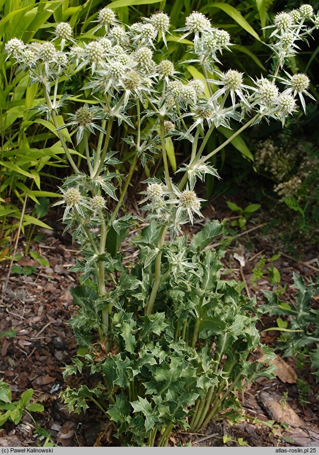 Eryngium spinalba