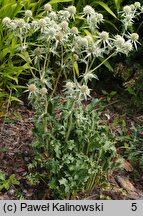 Eryngium spinalba