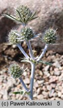 Eryngium tricuspidatum