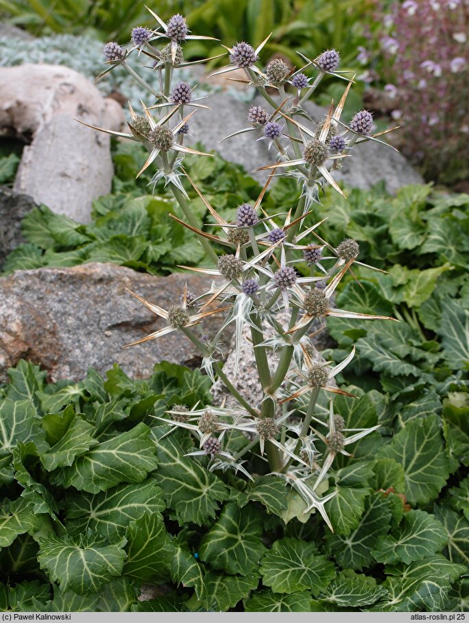 Eryngium tricuspidatum