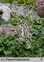 Eryngium tricuspidatum