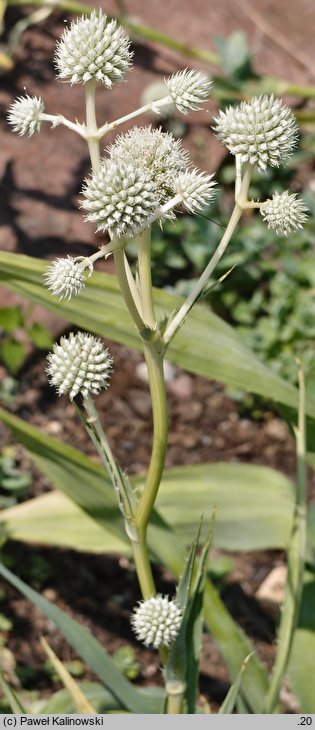 Eryngium yuccifolium (mikołajek jukkolistny)