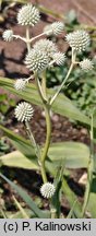 Eryngium yuccifolium (mikołajek jukkolistny)