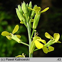 Erysimum crepidifolium (pszonak pępawolistny)