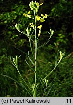 Erysimum crepidifolium (pszonak pępawolistny)