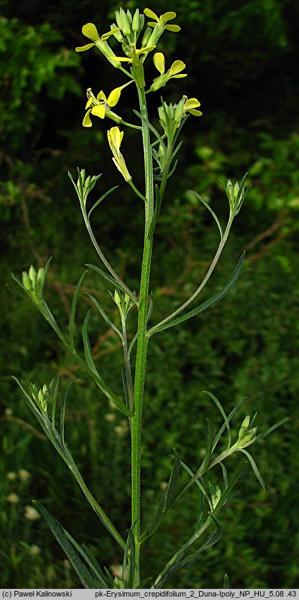 Erysimum crepidifolium (pszonak pępawolistny)