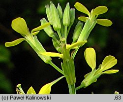 Erysimum crepidifolium (pszonak pępawolistny)