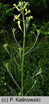Erysimum crepidifolium (pszonak pępawolistny)