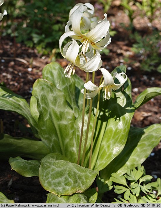 Erythronium White Beauty