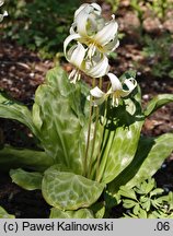 Erythronium White Beauty