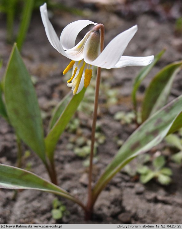 Erythronium albidum