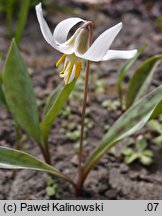 Erythronium albidum